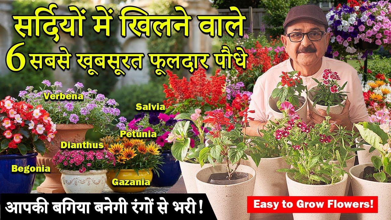 6 Best Long Lasting Winter Flowering Plants I सर्दियों में जरूर लगाएं ये 6 खूबसूरत फूल वाले पौधे