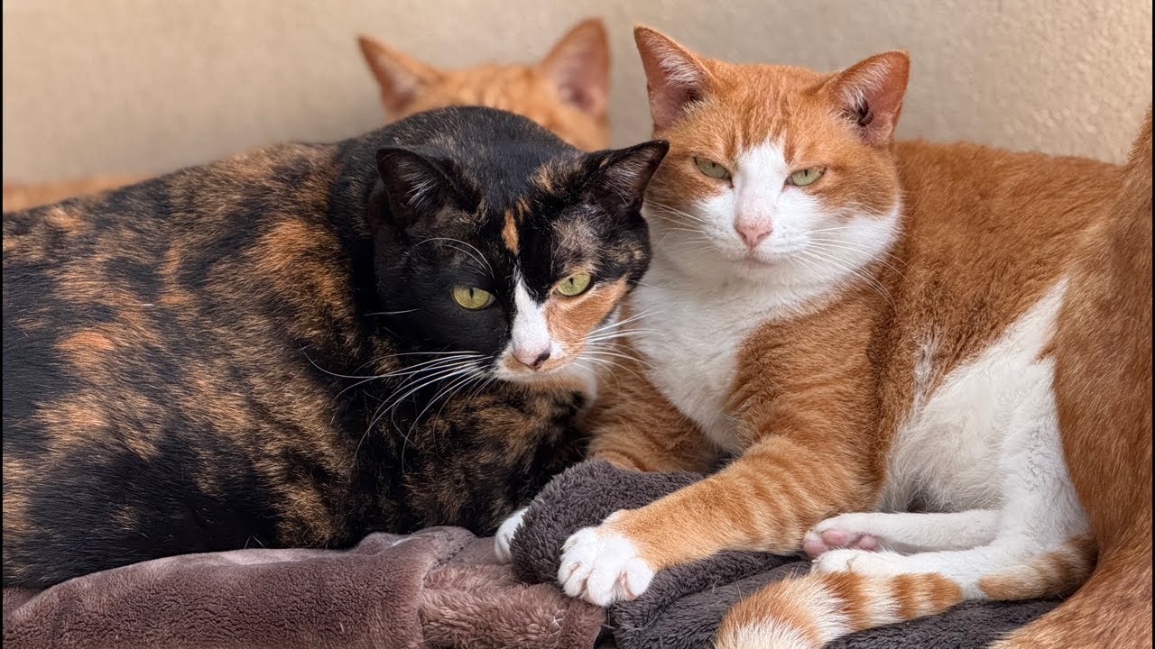 西樹直播：新来的猫要社交了