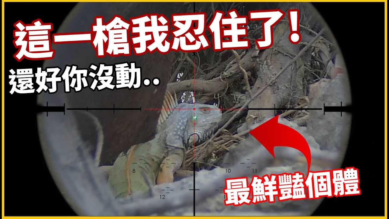 這一槍我忍住了！「完全發情」的兇猛綠鬣蜥對決「套索 + 鎮暴槍」！用臉探險EP23