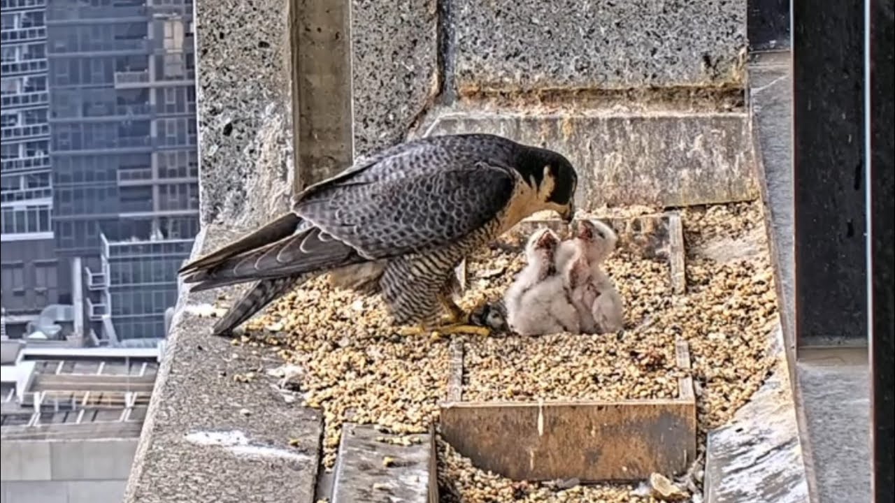 Falcon Dad brings breakfast and Mom feeding babies | 367 Collins Falcons | Oct 6, 2025