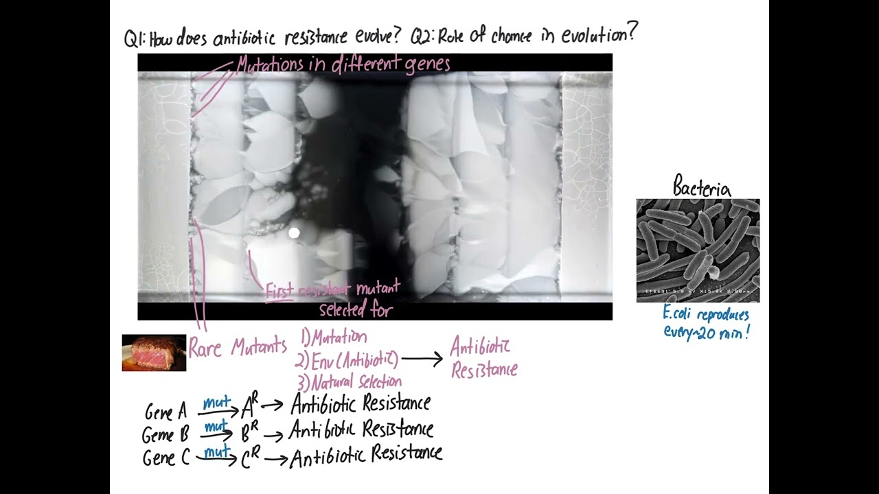 Evolution of antibiotic resistance