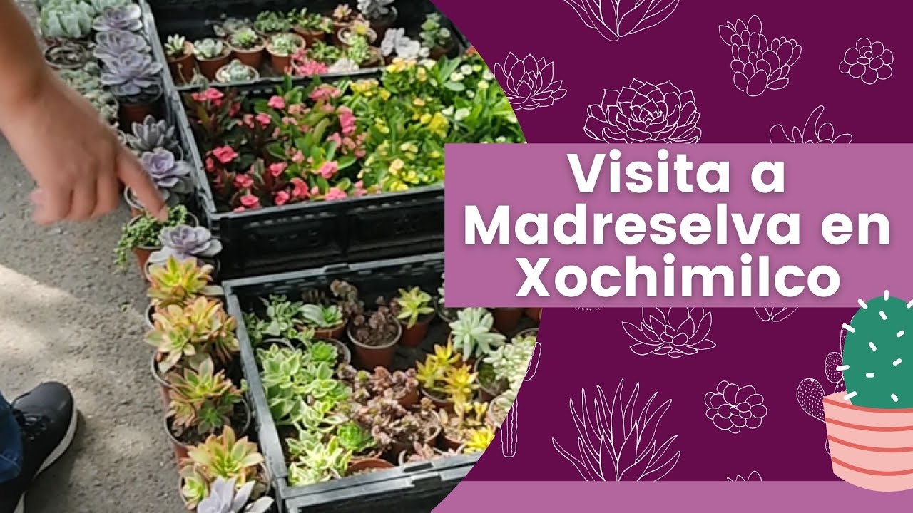 Mi visita a Madreselva Xochimilco