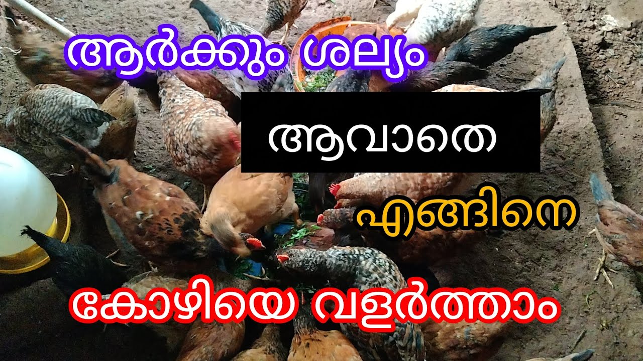 എത്ര കുറഞ്ഞ സ്ഥലത്തും കോഴിയെ വളർത്താം #kozhivalarthal #poultryfarming