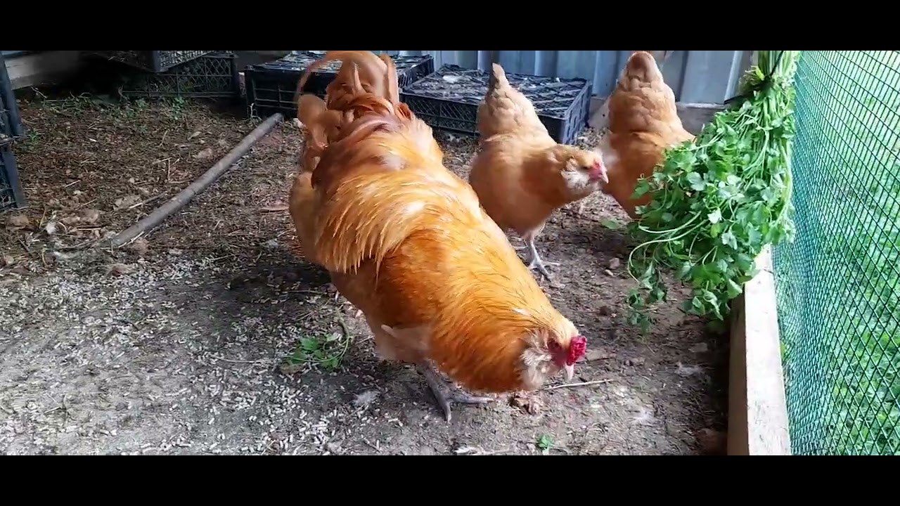 Ameraucana Buff anaçlarımdan bir video
