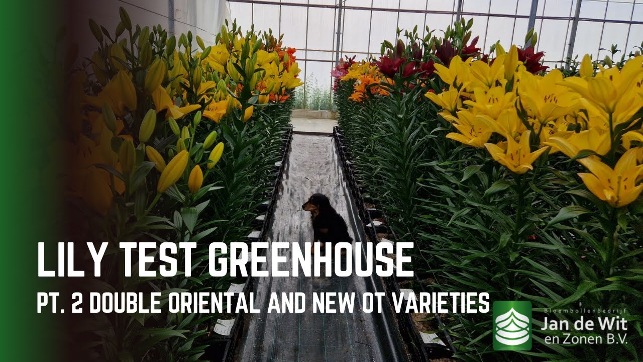 Part 2: Double Oriental Lilies and New OT Varieties 🌸 | Lilies | Jan de Wit en Zonen | Dutch flowers
