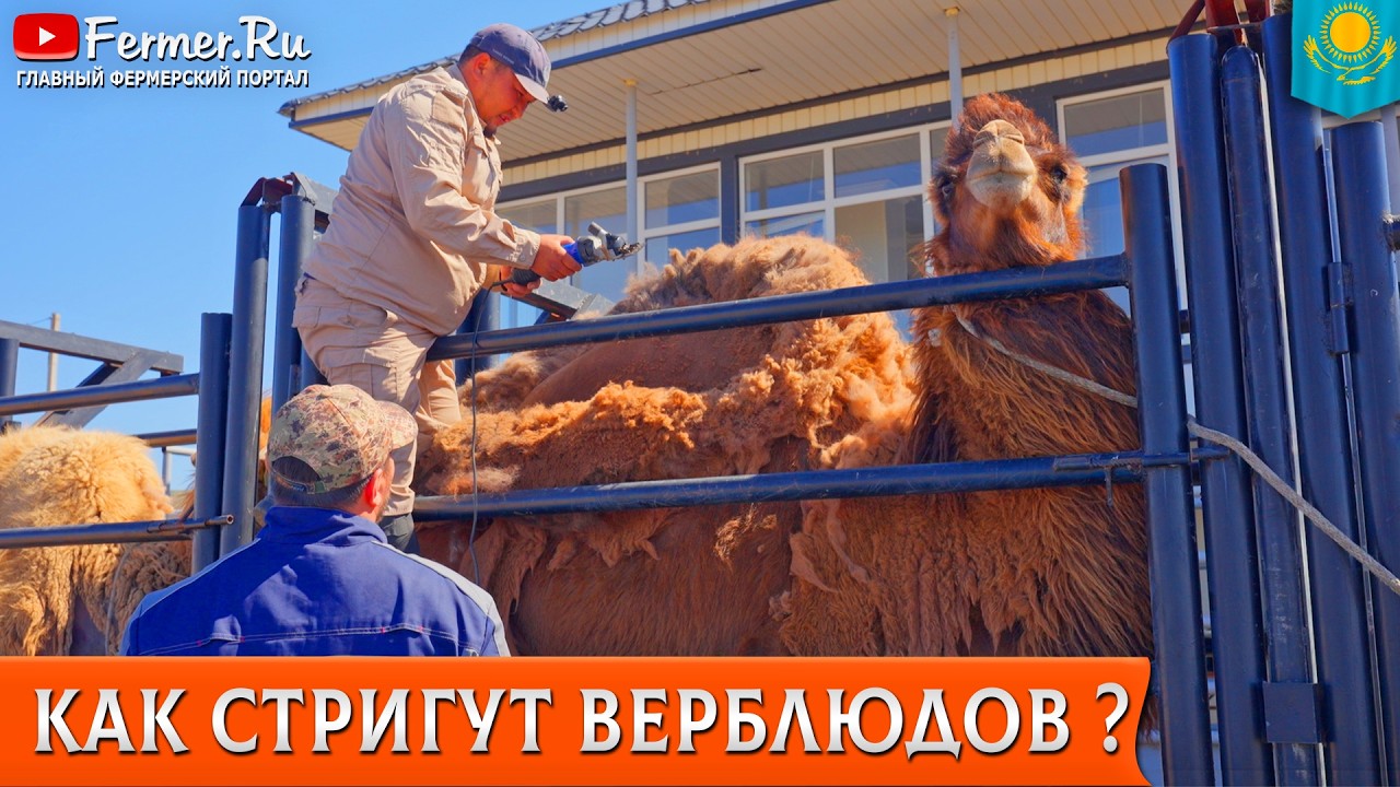🐫Верблюжья шерсть лечит суставы? Народная медицина и мнение академика. Классы шерсти бактрианов 🇰🇿