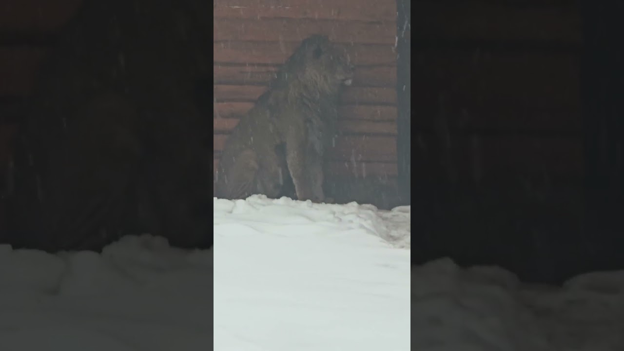 23.02.26г.Снова!!!!! На Свидание к КИАРЕ спешит ШЕРхан!!!!!