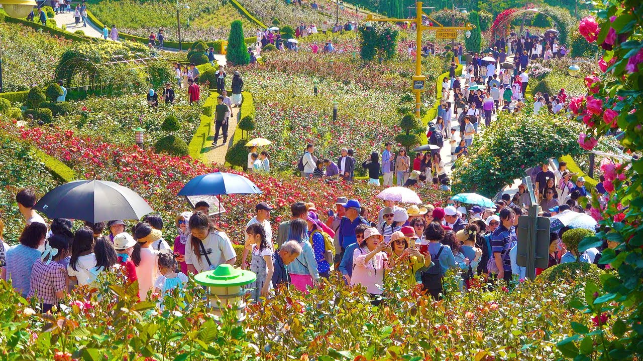 백만송이 장미축제 5월 마지막주 만개 절정!  2025 , 부천의 명소, 절대 후회없는 151종의 개화 시기는 6월 15일까지, 부천 백만송이 장미원, 서울 여행 워커.