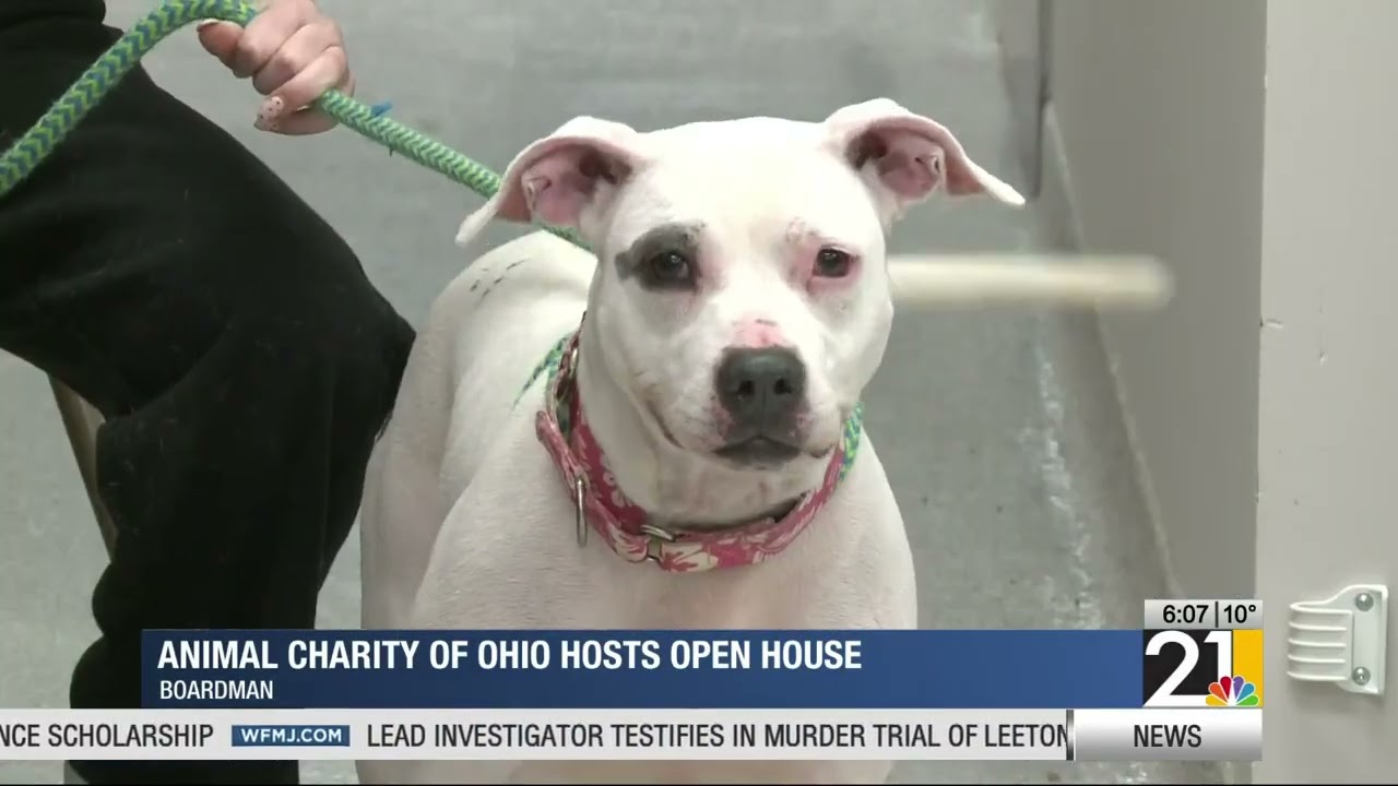 Animal Charity of Ohio hosts open house