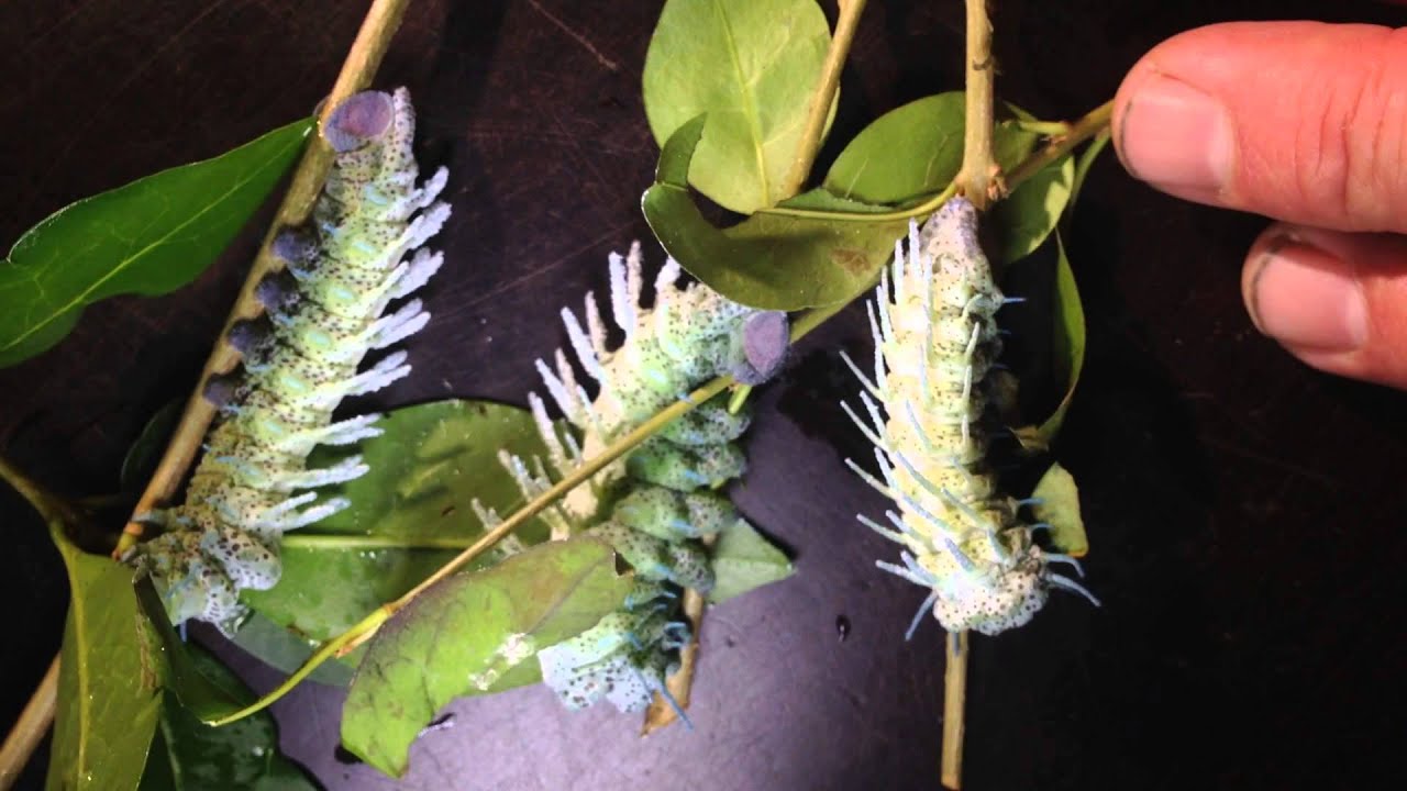 Attacus atlas - young  L6 caterpillars