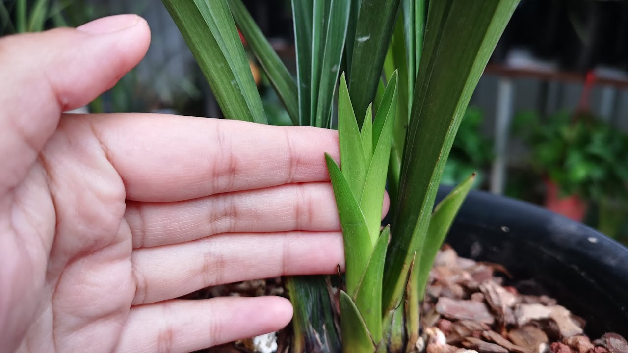 兰花只长苗不开花？这3点要及时避免，不然养多久都不开花