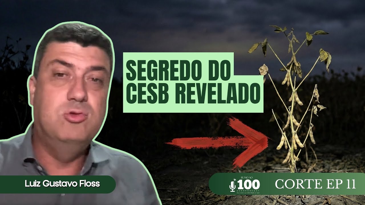 Por que Soja com MUITO GALHO produz MENOS? 📉| Corte EP 11