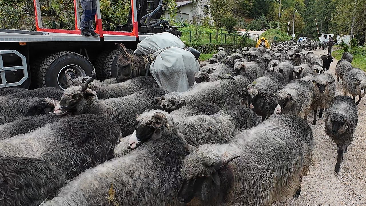 Tri brata vode 500 ovaca sa Vranice - šator je naša kuća