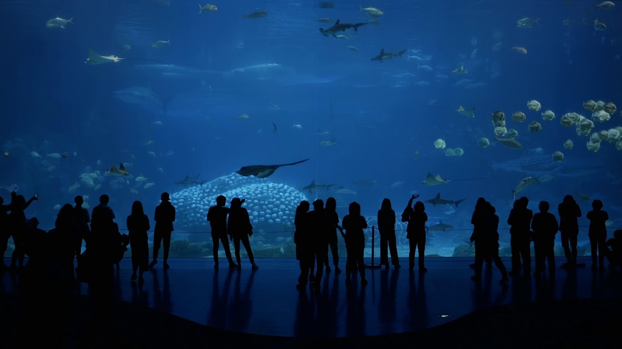 Largest aquarium tank in the world, Chimelong Ocean Kingdom, Hengqin, China  - Slow Visuals