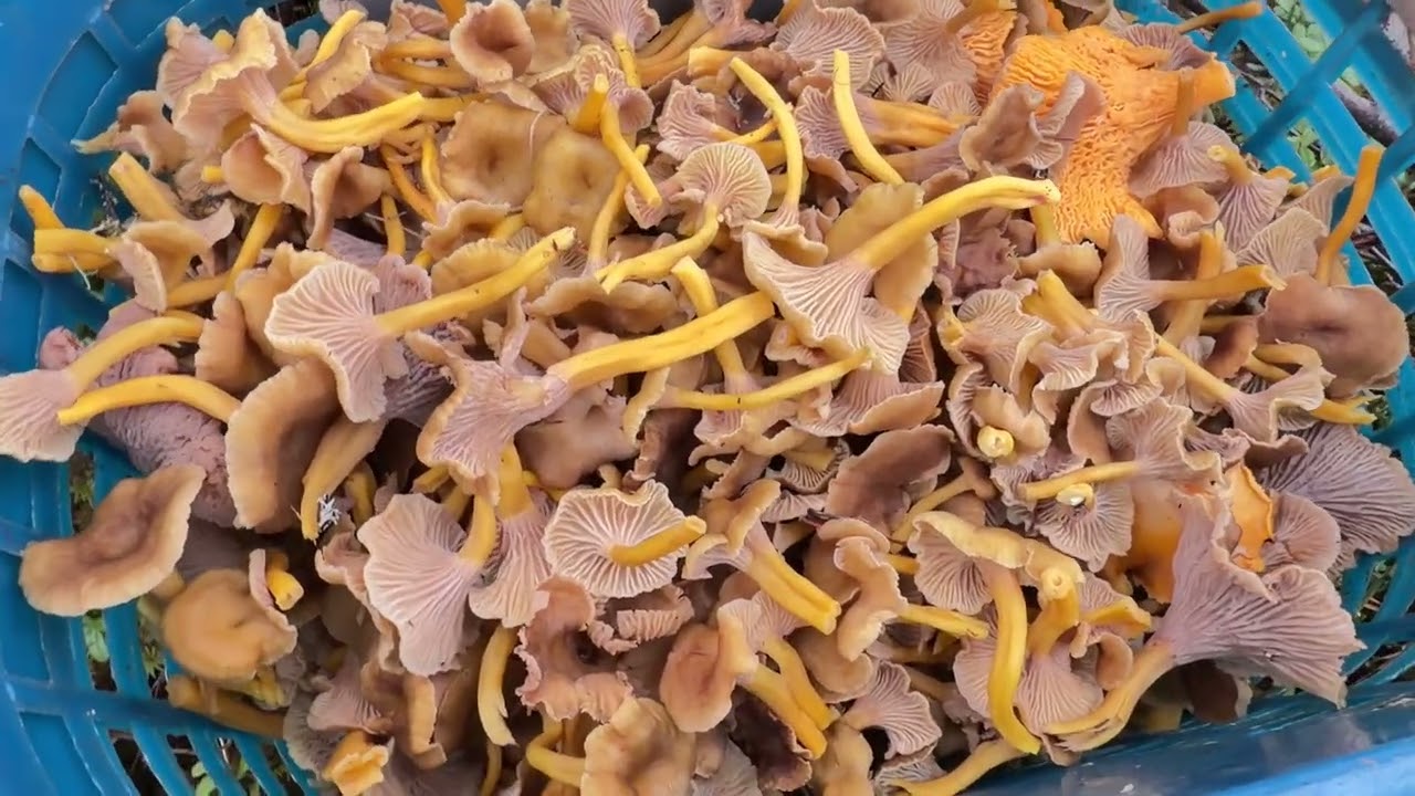 (Rerun) ไฮไลท์สวยๆ Trattkantarell 🇸🇪(Cantharellus_Tubaeformis)