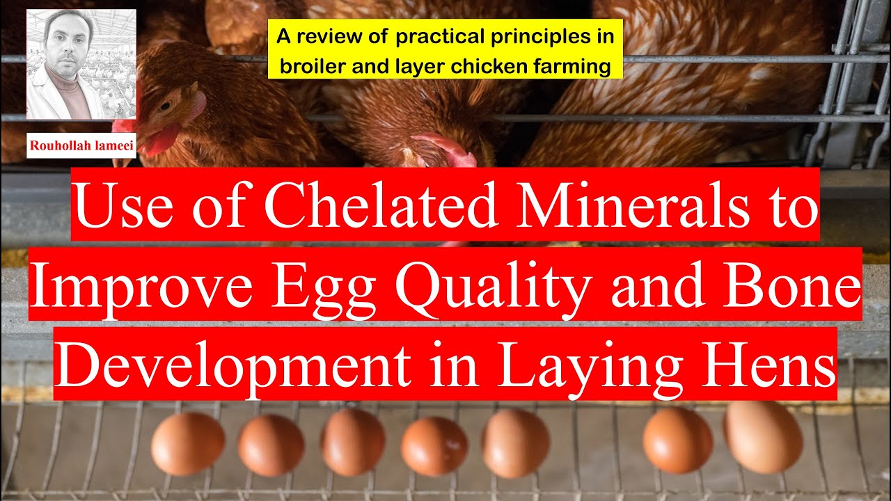 Use of Chelated Minerals to Improve Egg Quality and Bone Development in Laying Hens