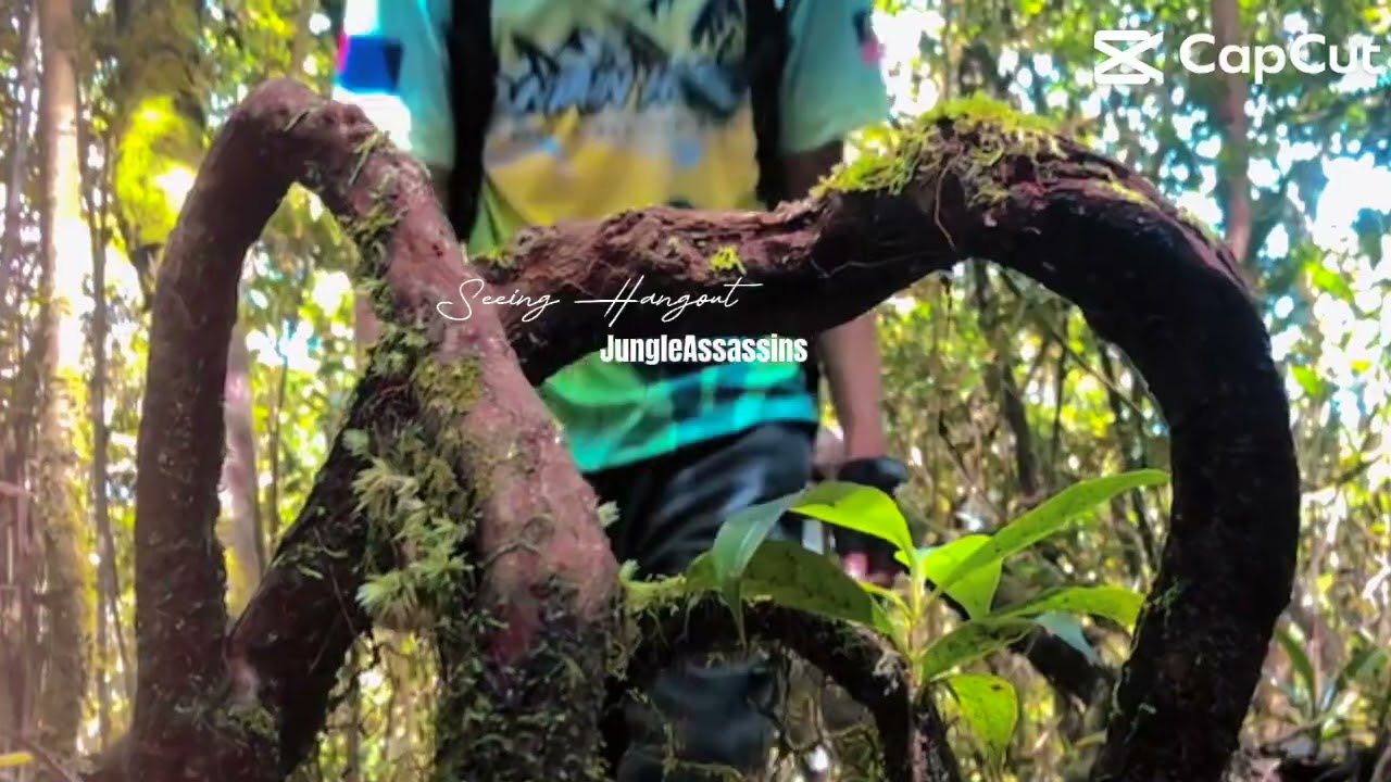 gunung lumut