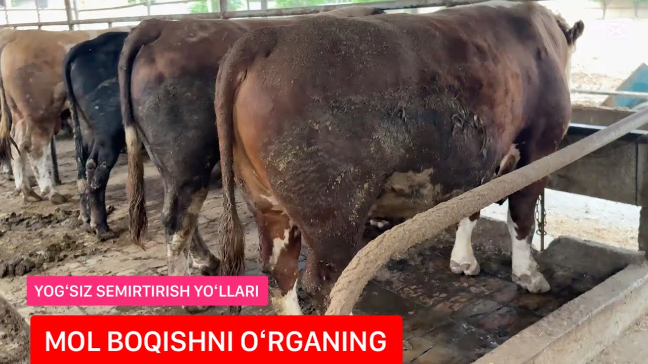 YOGʻSIZ SEMIRTIRISH USULLARI, BUQA BOQISH SIRLARI