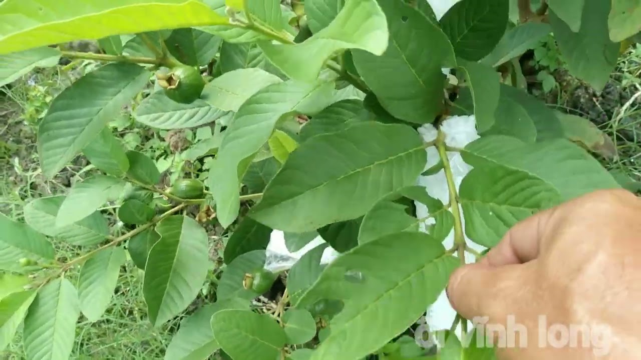 thăm lại vườn ổi