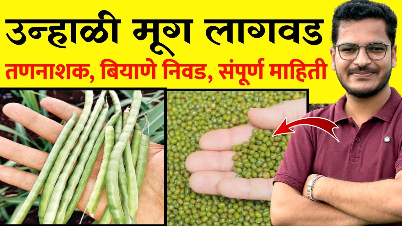 उन्हाळी मूग लागवड संपूर्ण माहिती / Unhali Mug lagvad sampurn Mahiti