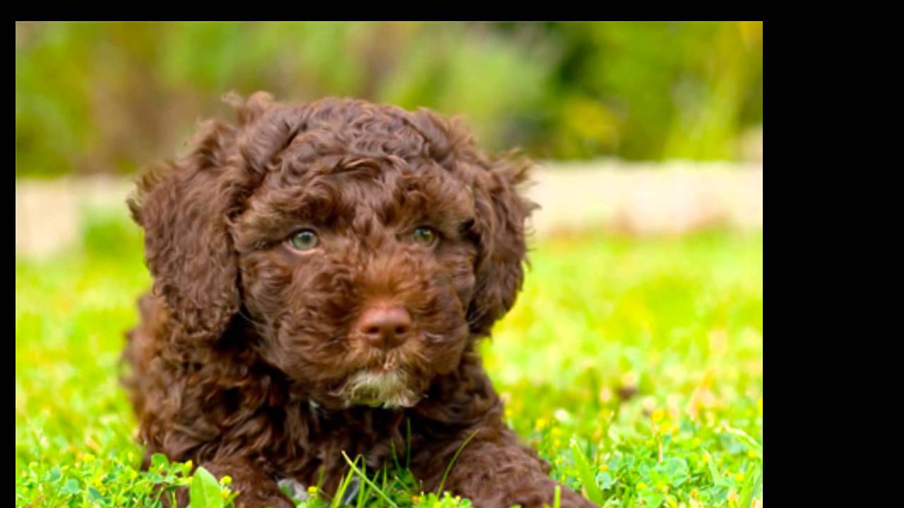 Cão d’Água Espanhol