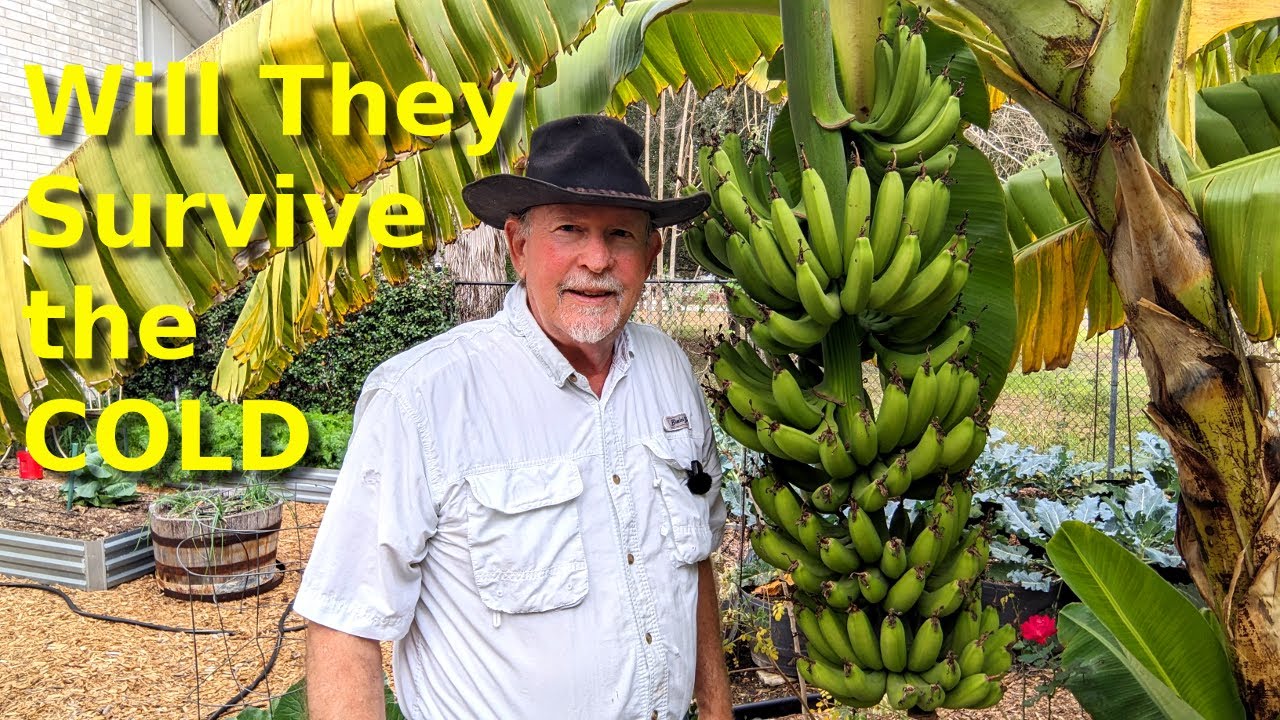Will They Survive the Cold at Deep South Texas