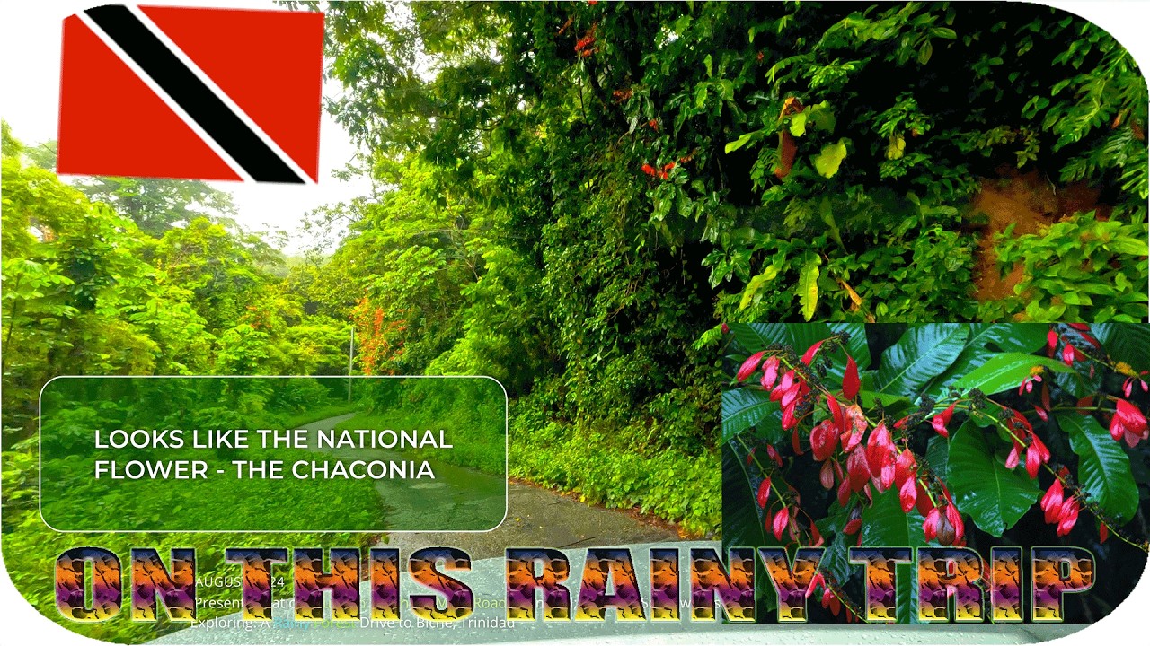 Trinidad's Rainforest- Grande to Biche