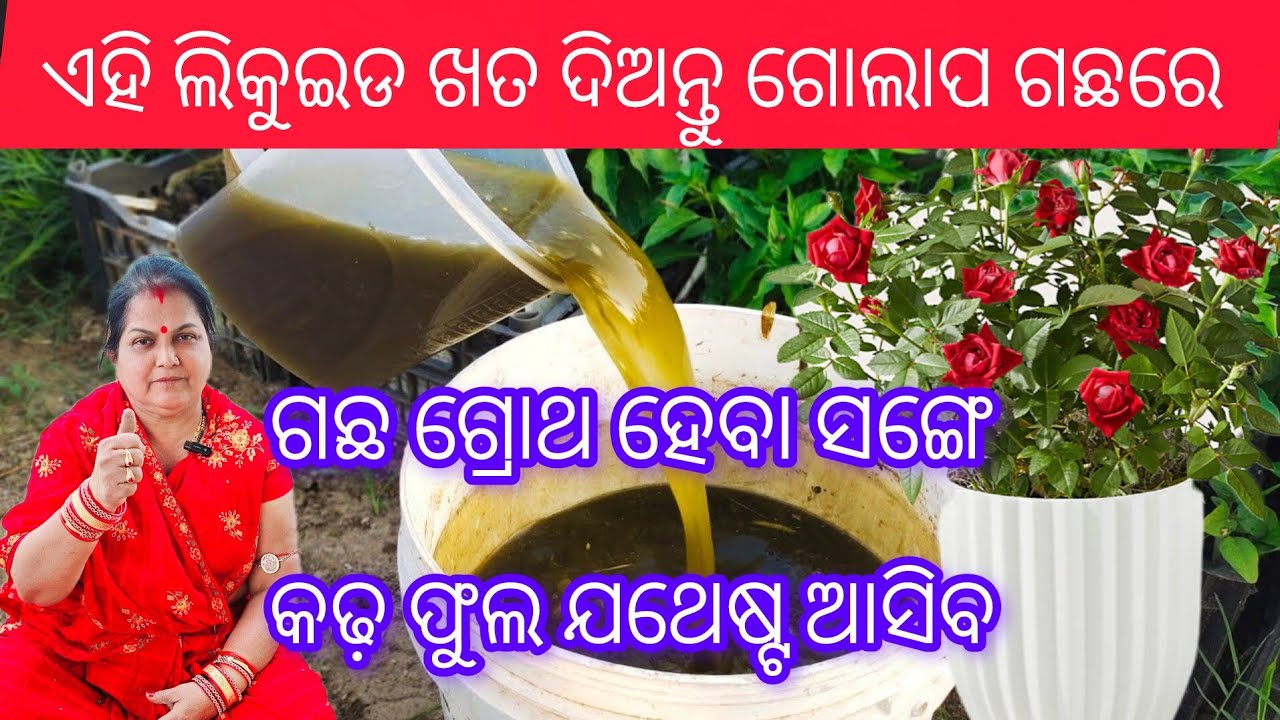 ଏହି ଲିକୁଇଡ ଖତ ଦିଅନ୍ତୁ ଗୋଲାପ ଗଛରେ /ଗଛ ଗ୍ରୋଥ ହେବା ସଙ୍ଗେ କଢ଼ ଫୁଲ ଯଥେଷ୍ଟ ଆସିବ /Rose plant care 