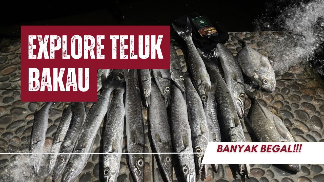 Casting Explore Teluk mangrove, banyak baracuda‼️