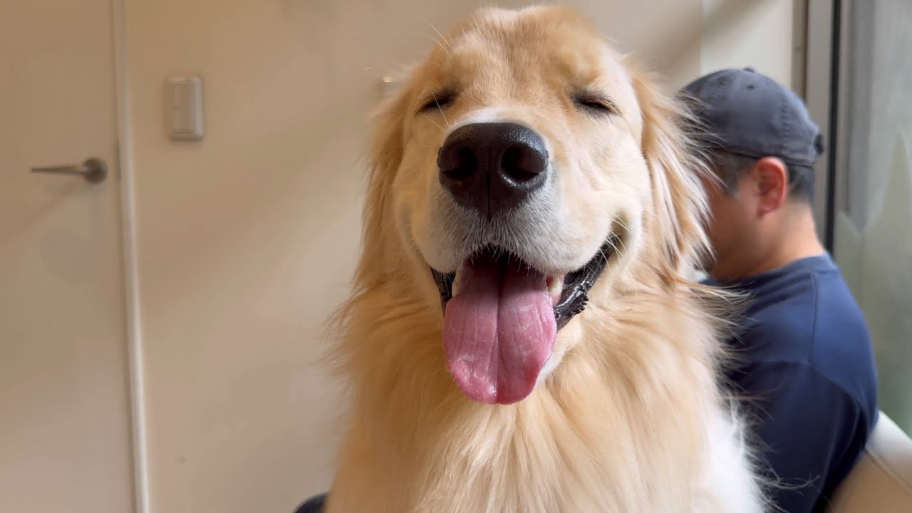 【セカンドオピニオン】犬の神様🐾どうかこれ以上この子の笑顔を奪わないでください【ゴールデンレトリバー1歳】