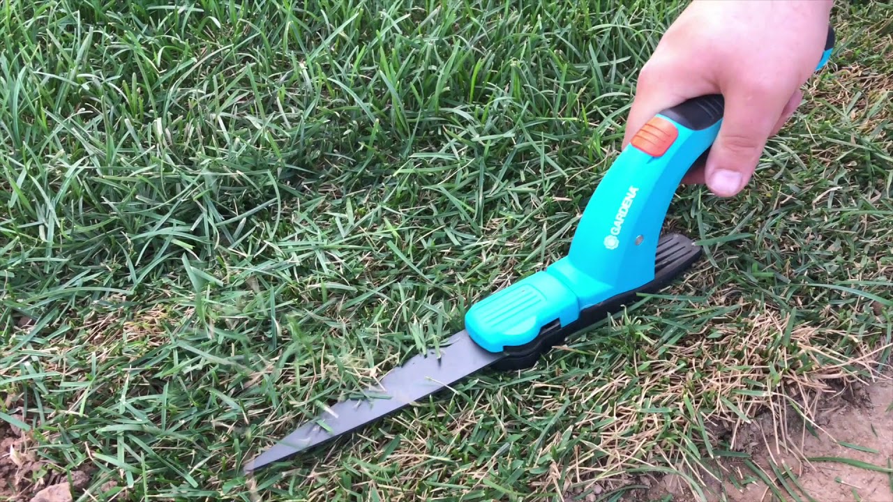 На какую высоту стричь мятлик? 3-5-10 см? Узнай тут!