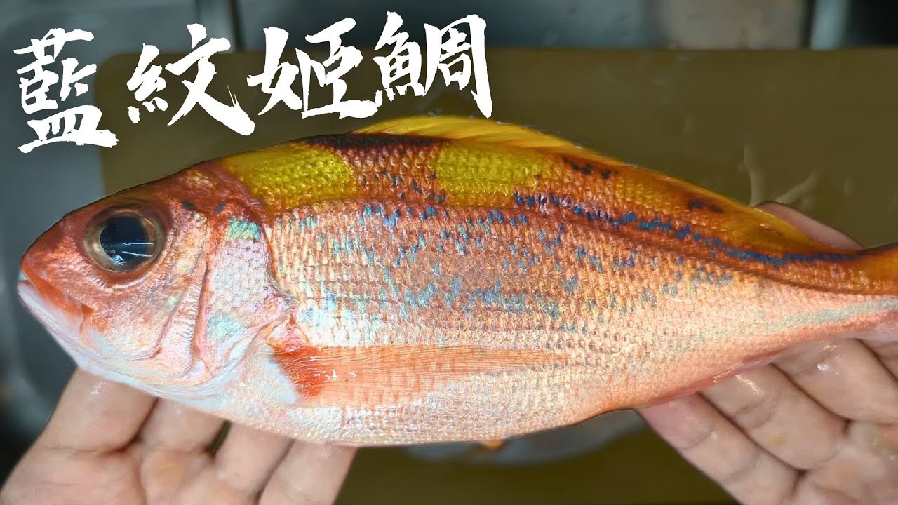 【從海洋到餐桌EP.12】看看永續的漁法 一本拖。| 藍紋姬鯛沒吃過讓台東漁人幫你買。