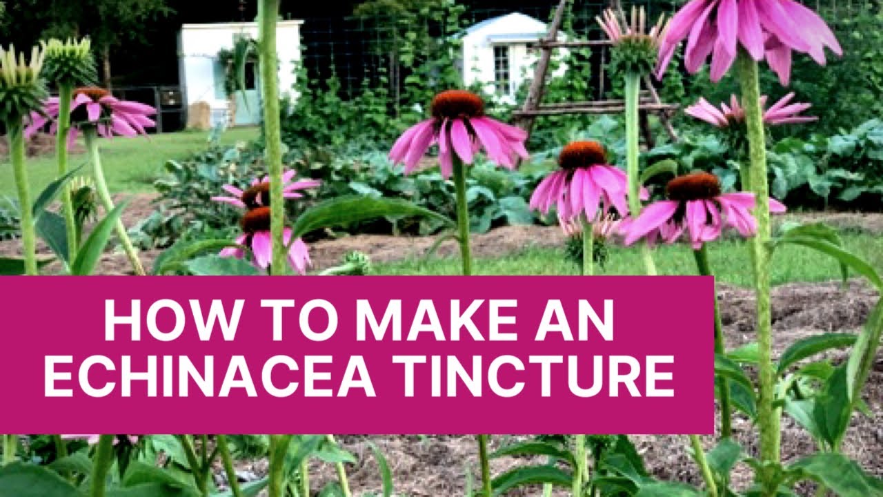 HOW TO MAKE AN ECHINACEA TINCTURE