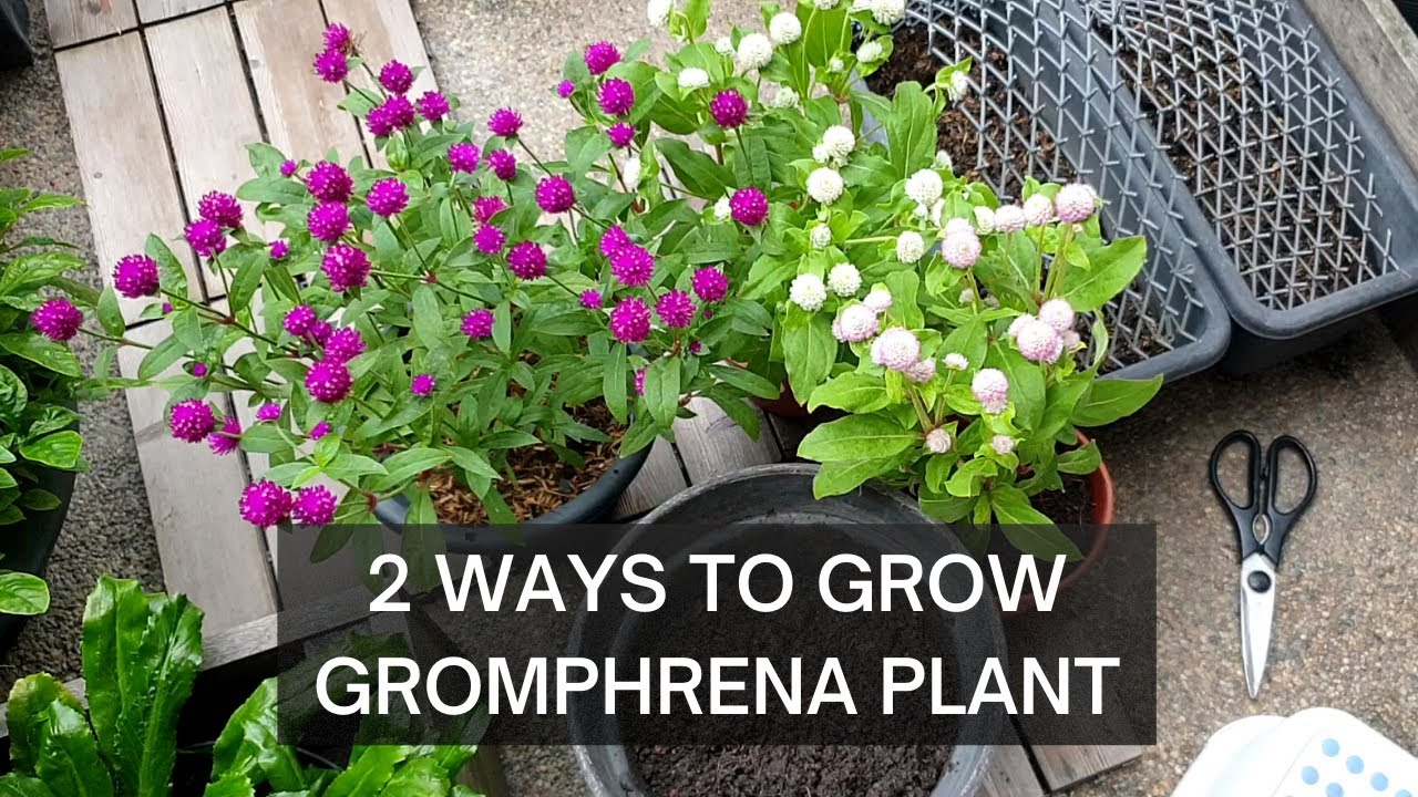 GROWING GOMPHRENA | GLOBE AMARANTH | Two ways to start your plant