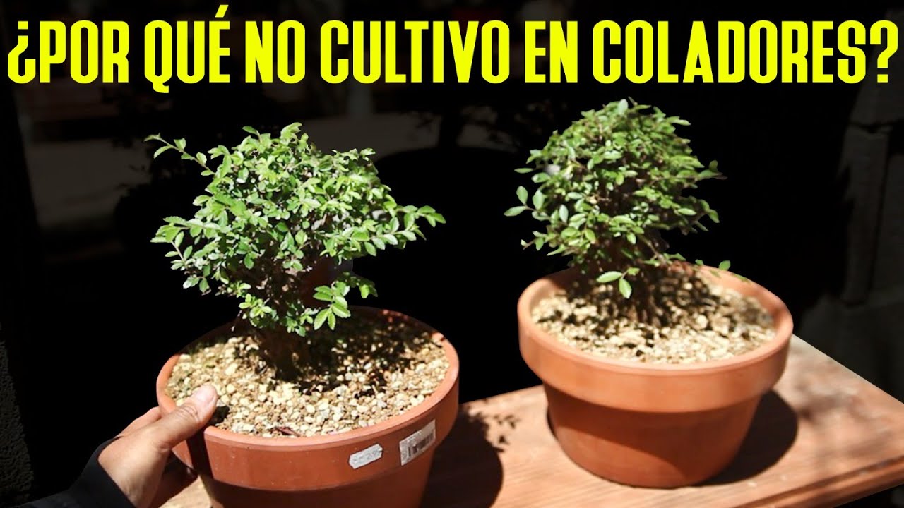 Por qué no cultivo bonsai en coladores? LA EXPLICACIÓN