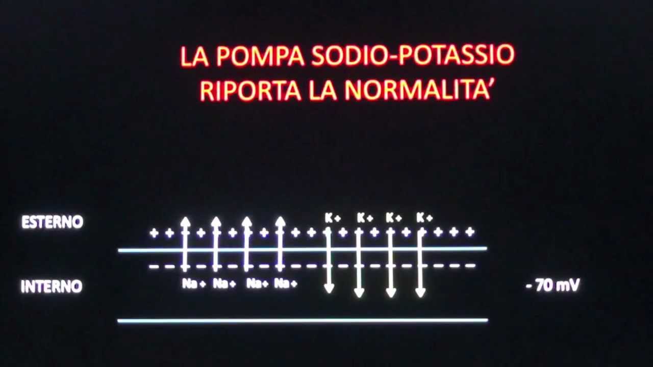 COS'E' L'IMPULSO NERVOSO?