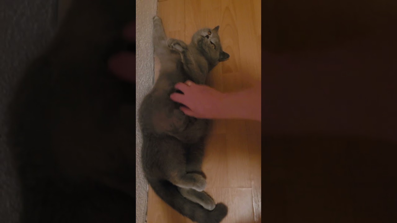 живот британской кошки на 65 дне , Bauch der BKH an dem 65 sst