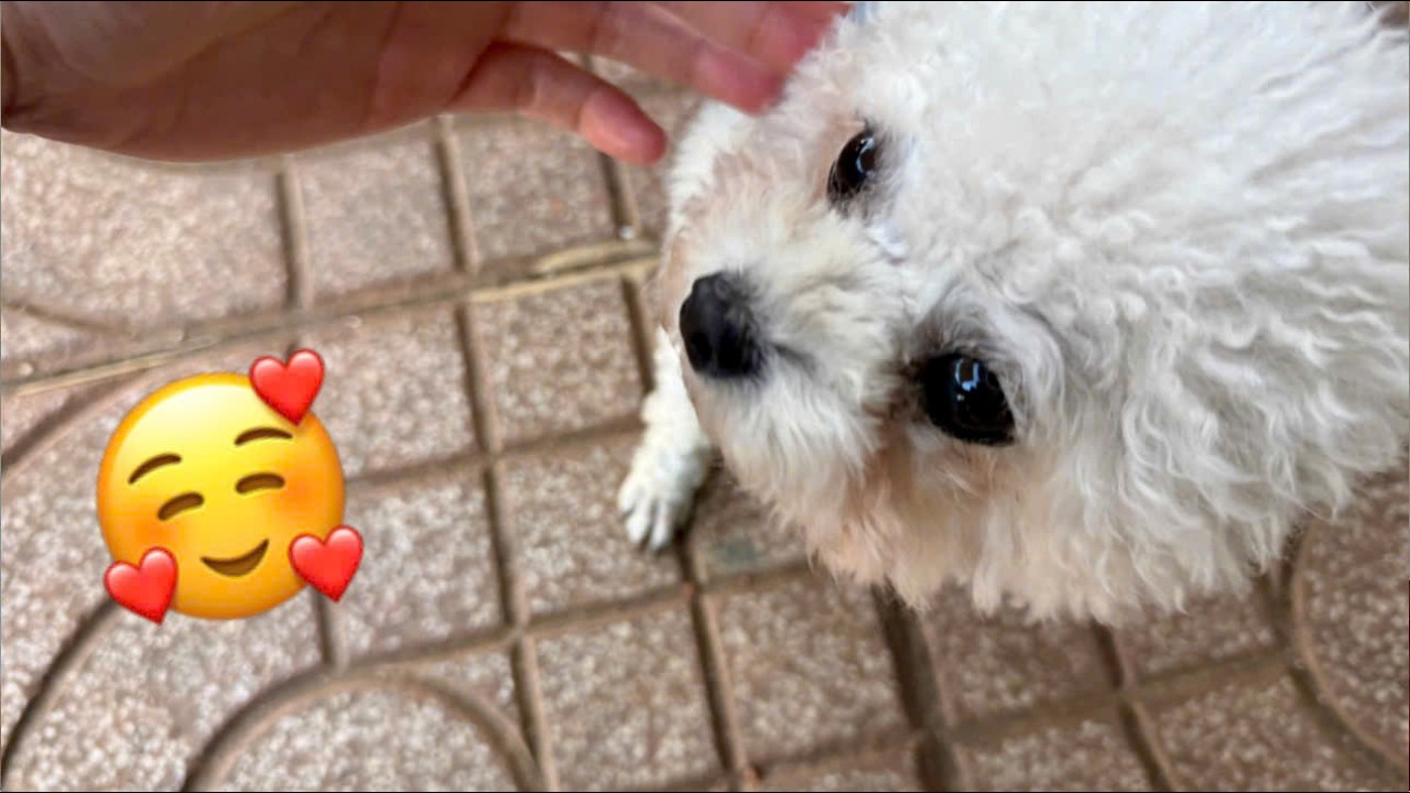 Funny ANIMALS videos 😂 | Funniest Cats and Dogs 2026 🐶😼 Part 62