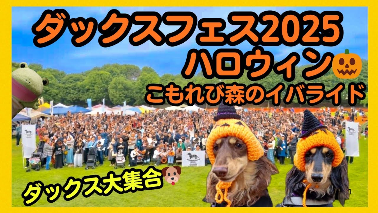 【ダックスフェス2025ハロウィン】こもれび森のイバライドで開催！ 全国のダックスが大集合