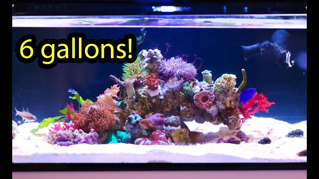 Our PICO Reef tank