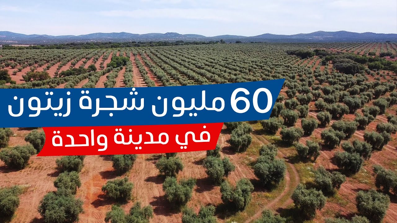 طريقة صناعة واستخلاص زيت الزيتون من المزارع العملاقة - 60 مليون شجرة زيتون في مدينة واحدة