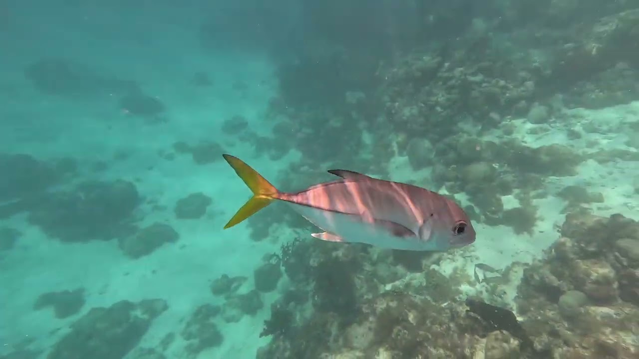 Belize Hol Chan Reserve January 2026
