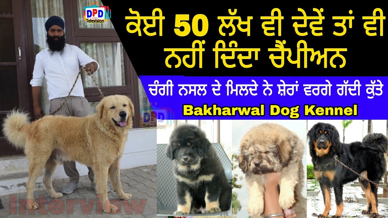 Bakharwal Dog & Gaddi Dog Breed ਚੰਗੀ ਨਸਲ ਦੇ ਮਿਲਦੇ ਨੇ ਸ਼ੇਰਾ ਵਰਗੇ ਕੁੱਤੇ / DPD Television