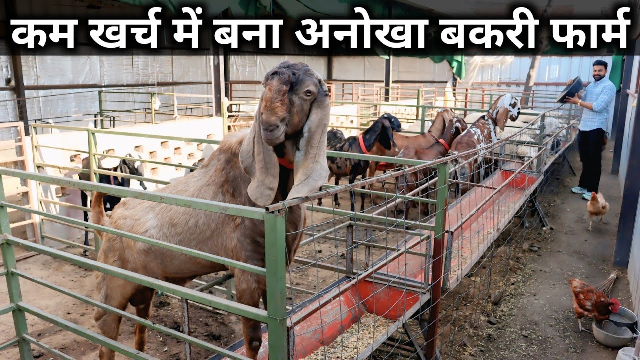 ऐसा अनोखा बकरी भेड़ का फार्म अपने देखा नहीं होगा | Goat Sheep Farming | Low Cost Goat Shed