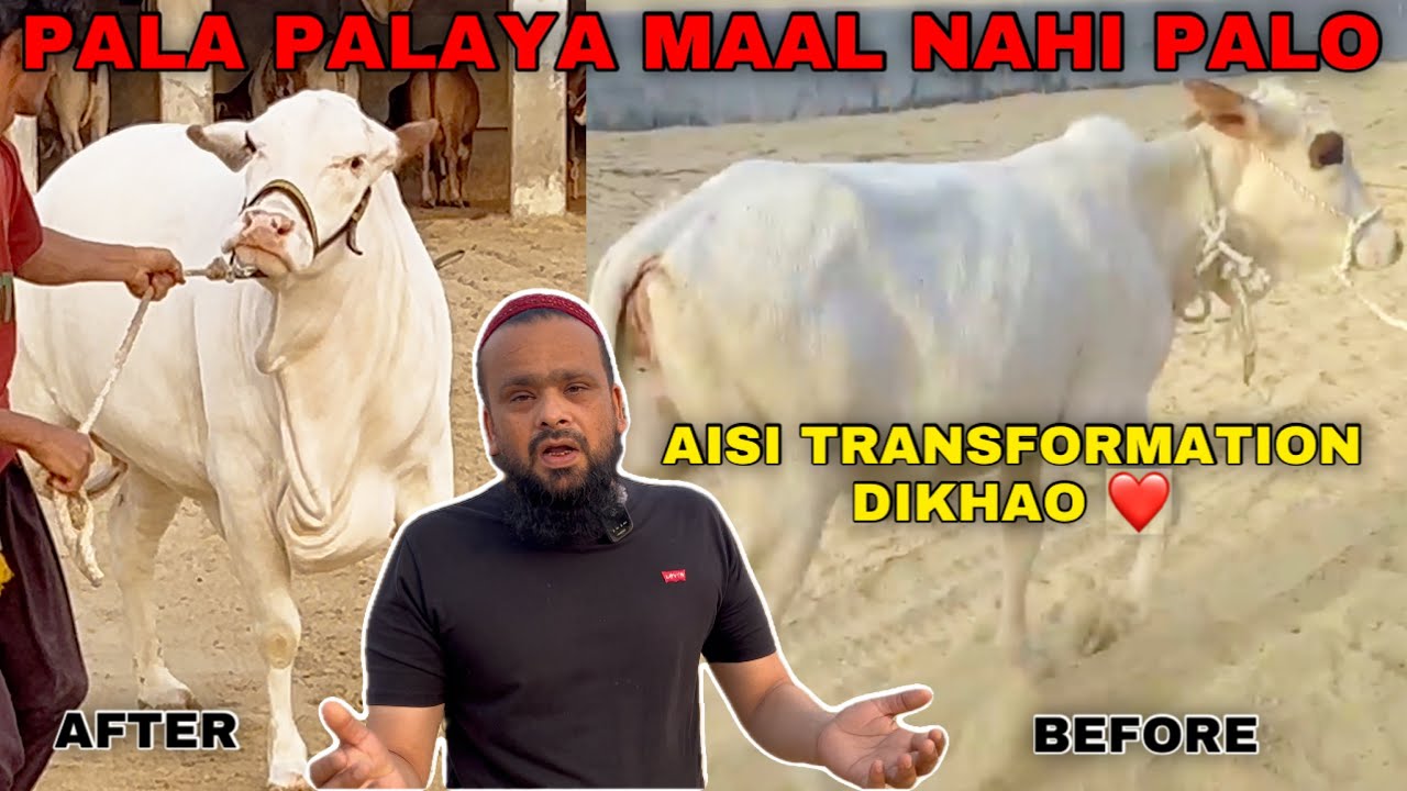 Pala Palaya Maal Nahi Palta Mai || Amazing Cattles Pakistan Yahan Sab Palega ❤️