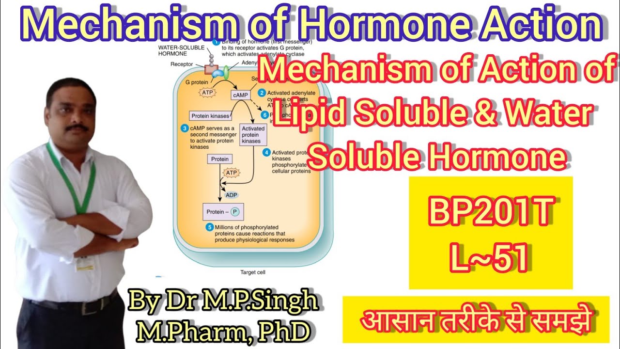 Mechanism of Hormone Action | Endocrine System | Human Anatomy & Physiology-II | BP201T | L~51