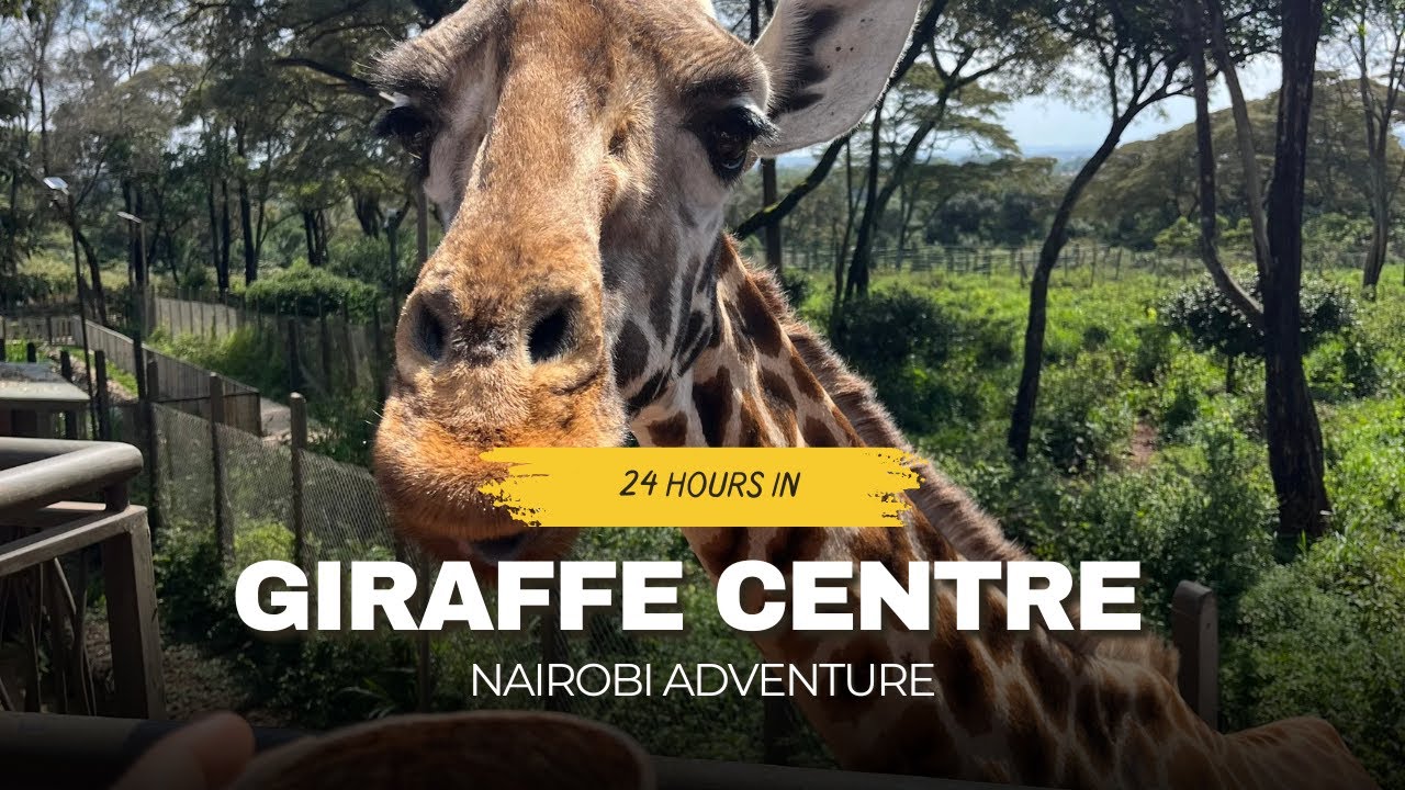 Up Close with Giraffes 🦒 | A Fun Day at Nairobi’s Giraffe Centre