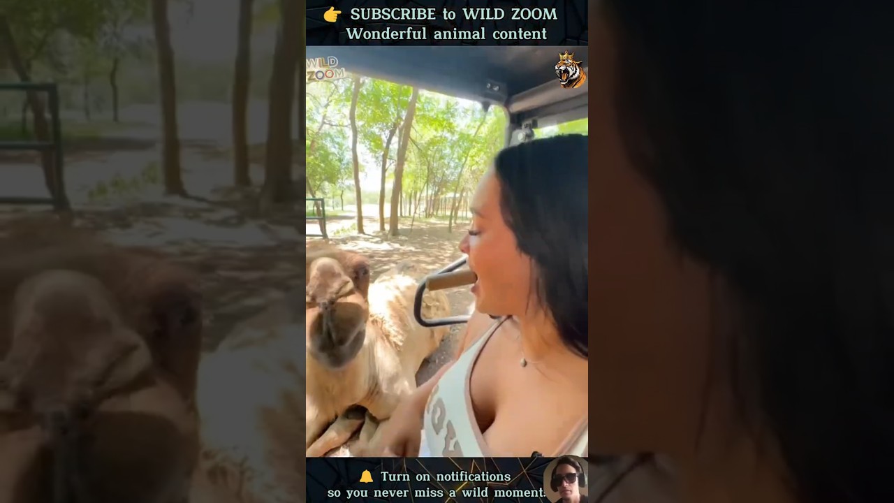 18 AMAZING Animal Clips You MUST See! ⚡ WILD ZOOM #animals #animalshorts  #animalclips