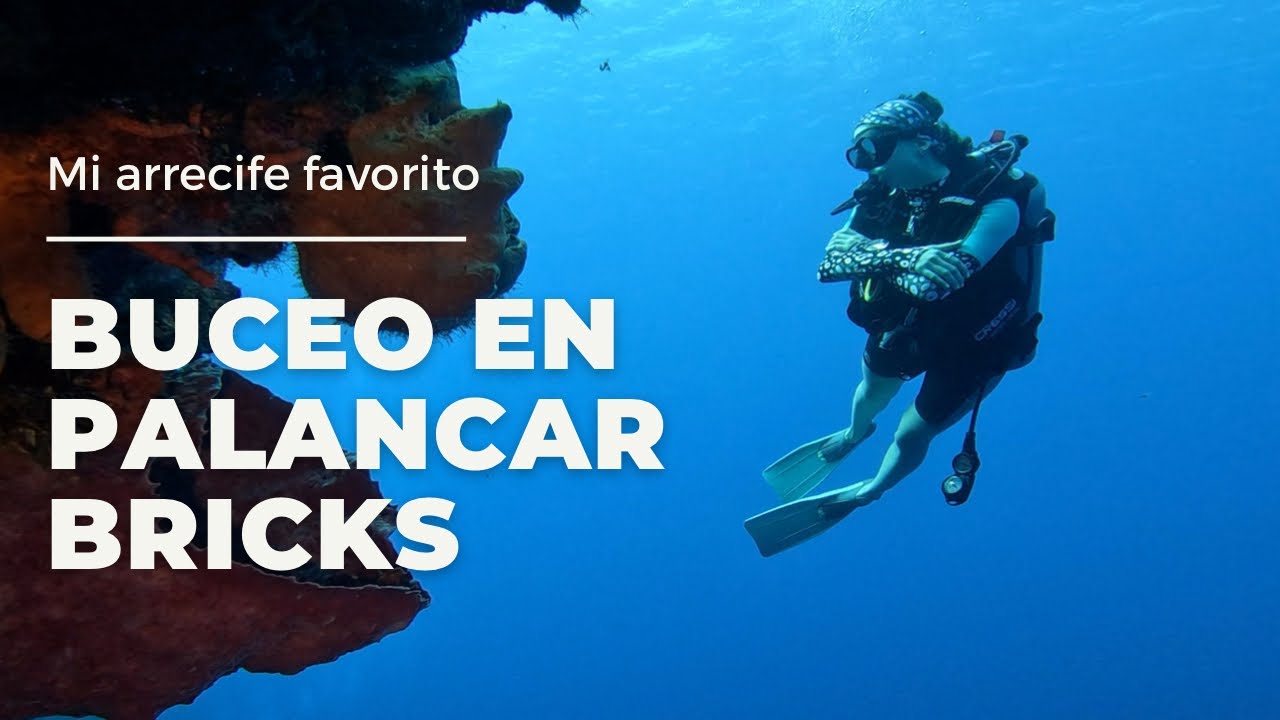BUCEO en Cozumel / Palancar Bricks / Mi arrecife favorito / Ft. Cozumel Divers