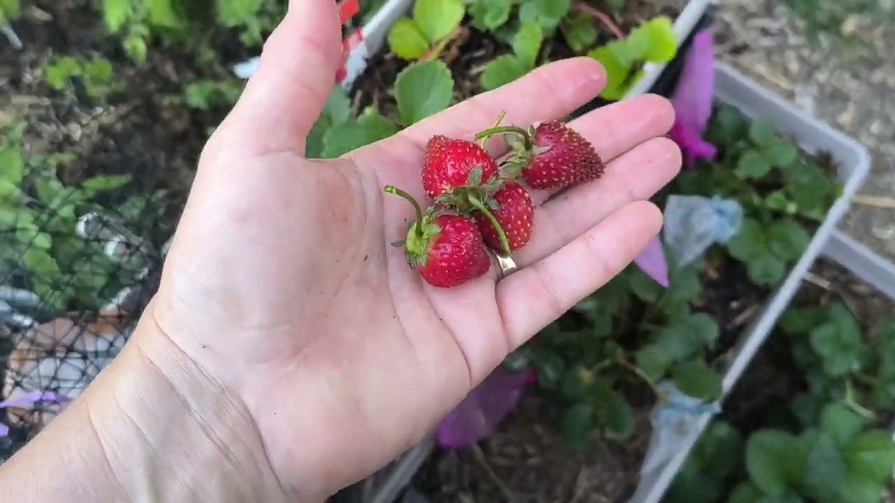 Pollinating Tomatoes, Is My Philotheca Dead? Ripe Strawberries, Beans Eaten - Reverse Homesteading